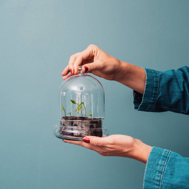 istock Chili growing from seeds seedling in glass cup 1144545838