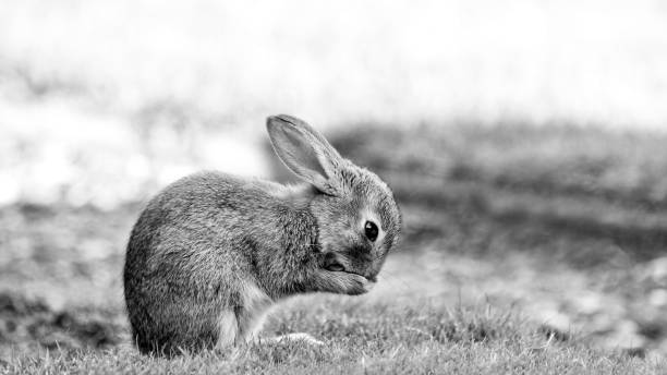 istock Baby rabbit in park, Paris 1144547326
