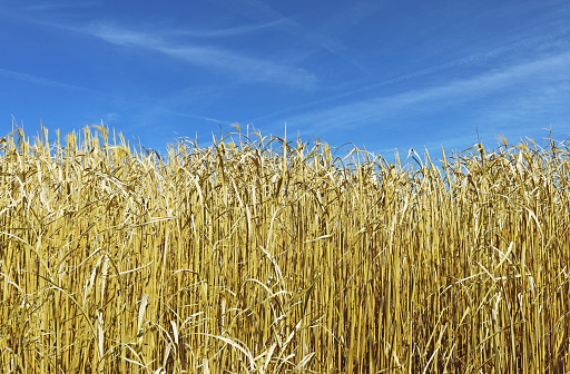 gold colored, dry elephant grass (miscanthus) in front of blue sky