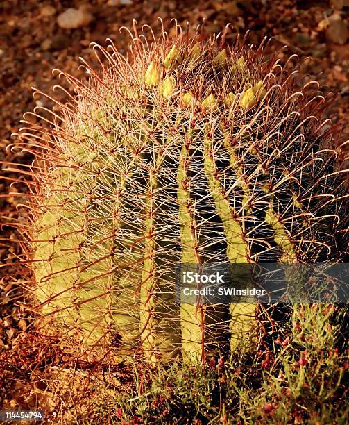 Barrel Cactus With Hooked Thorns Stock Photo - Download Image Now - Barrel Cactus, Cactus, Color Image