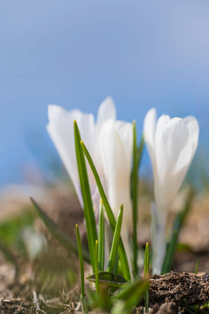 istock White crocus at early spring on Ratitovec, Slovenia. 1144548236