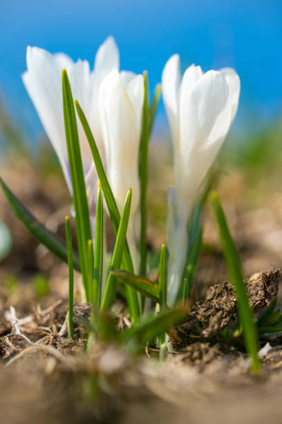 istock White crocus at early spring on Ratitovec, Slovenia. 1144548804