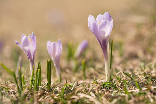 istock White crocus at early spring on Ratitovec, Slovenia. 1144548857