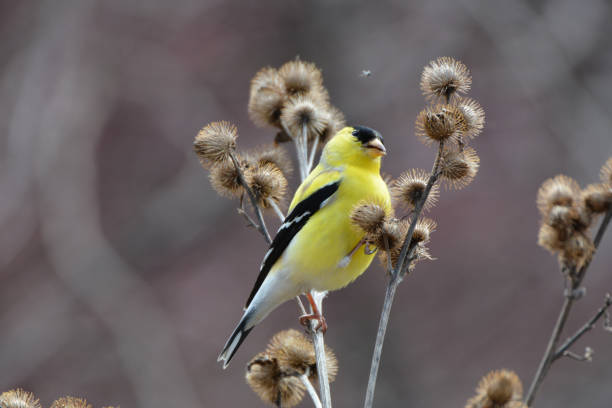 istock American Goldfinch 1144549096