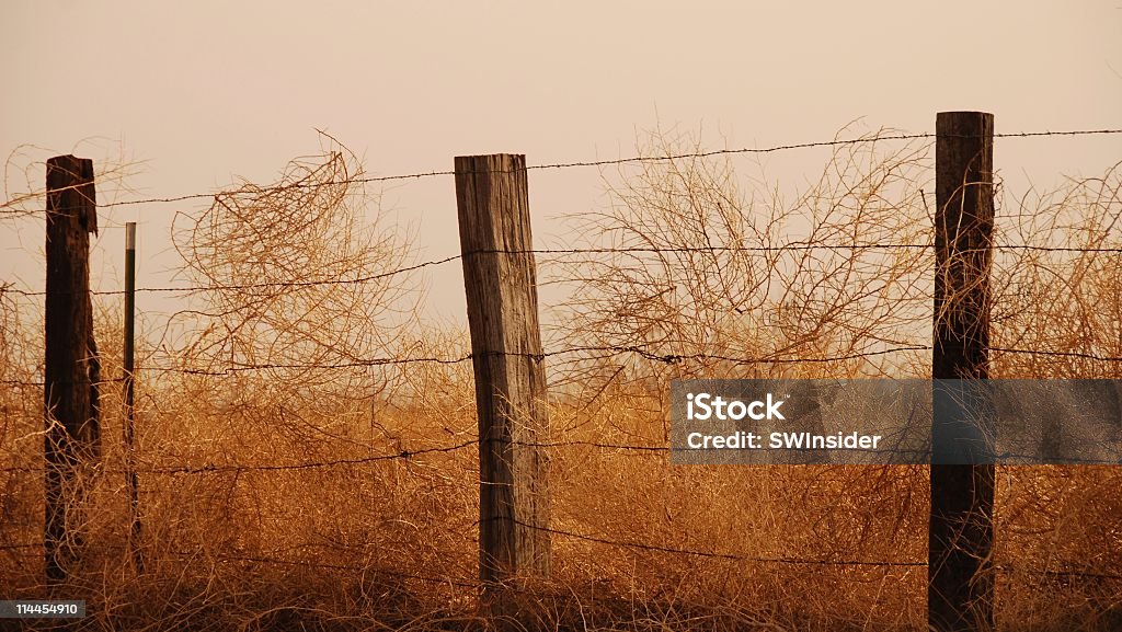 Tumbleweeds Gefangene auf Stacheldraht Zaun - Lizenzfrei Texas Stock-Foto