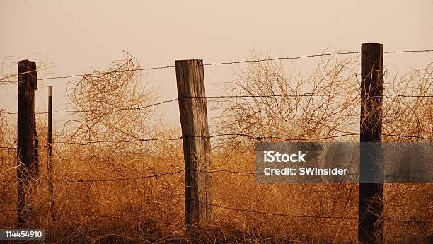 Tumbleweeds Gefangene Auf Stacheldraht Zaun Stockfoto und mehr Bilder von Texas - Texas, Wilder Westen, Wetter