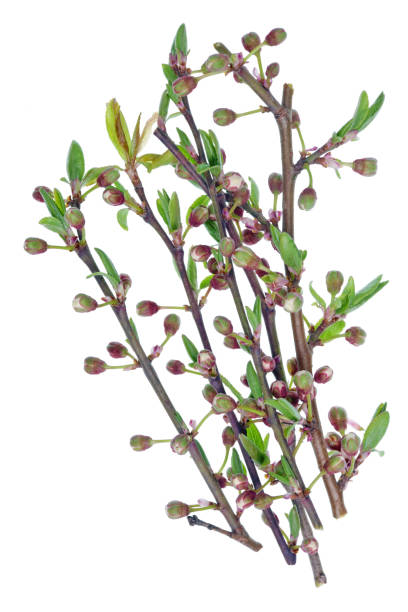 istock Fragile twigs with delicate buds and leaves from cherry tree. Isolated 1144549778