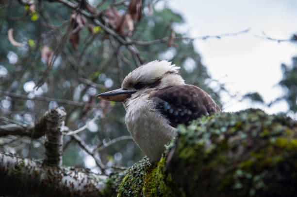 Laughing Kookaburra