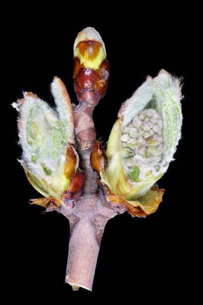 istock April spring buds  of the chestnut tree  cross sections. Isolated 1144551221