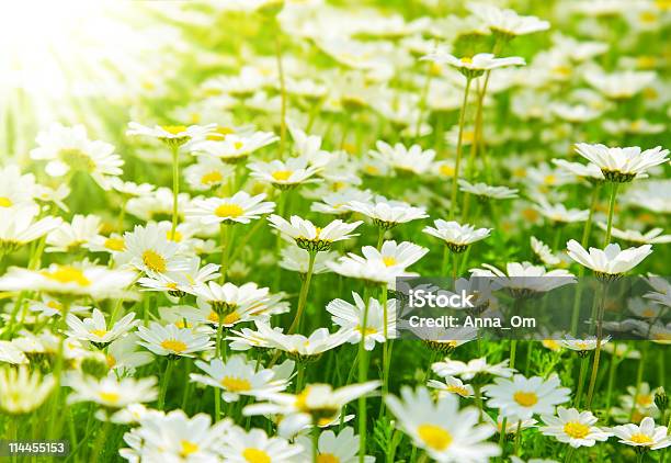 Wiosna Pole Daisies - zdjęcia stockowe i więcej obrazów Bez ludzi - Bez ludzi, Biały, Duża grupa obiektów