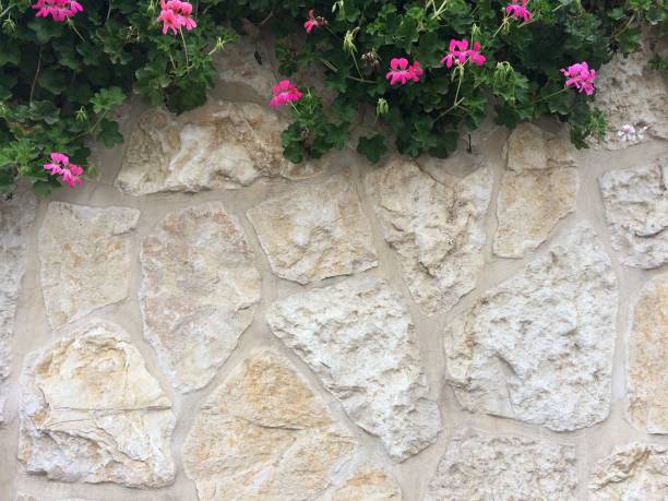 Fresh spring greens with pink flower and leaf plant over wall stone background Fence, Formal Garden, Springtime, Agricultural Field, Flower pink flowering dogwood stock pictures, royalty-free photos & images