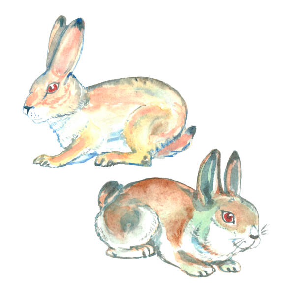 Wild hare and rabbit. Watercolor illustration. Wild hare and rabbit. Watercolor illustration. eger stock illustrations