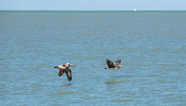 istock Two pelicans flying over the water 1144555493