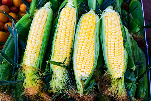 Fresh corns on the market in a row