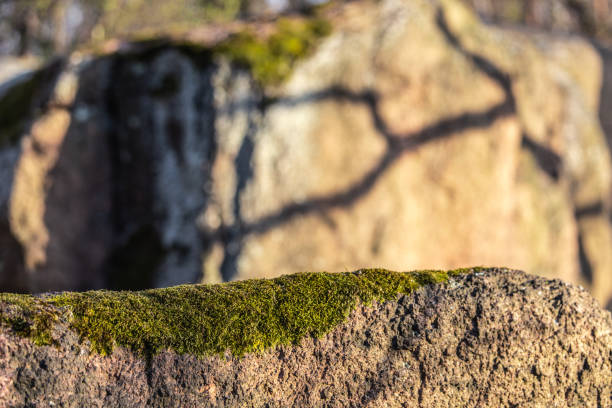 Moss-covered stone rock on a warm sunny day.