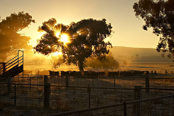 early morning cattle  corral photos stock pictures, royalty-free photos & images