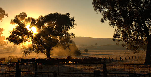 牛の朝 - cattle station ストックフォトと画像