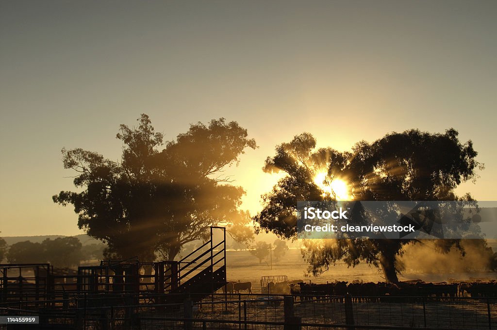 catlle in the morning  Australia Stock Photo