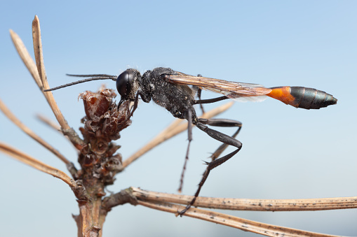 Macro photo of a male red-banded sand wasp, Ammophila sabulosa resting on pine twig.