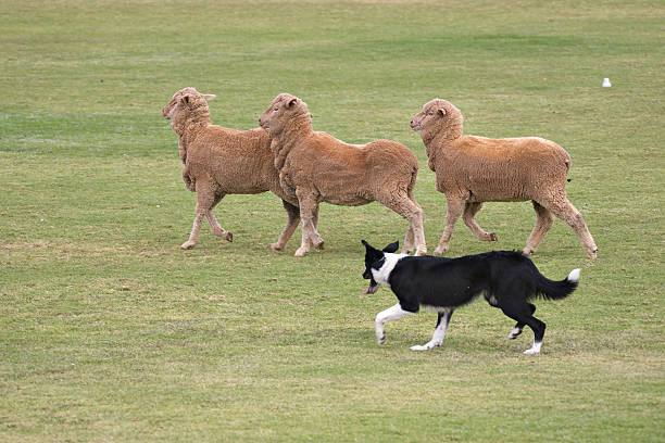 작업 경견 - sheepdog dog sheep border collie 뉴스 사진 이미지