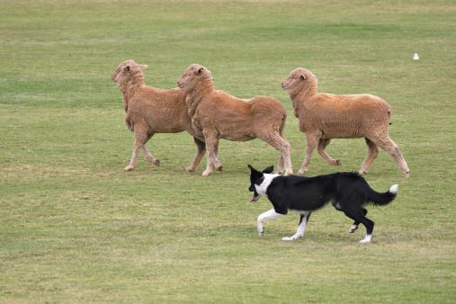 full length of australian shepherd dog