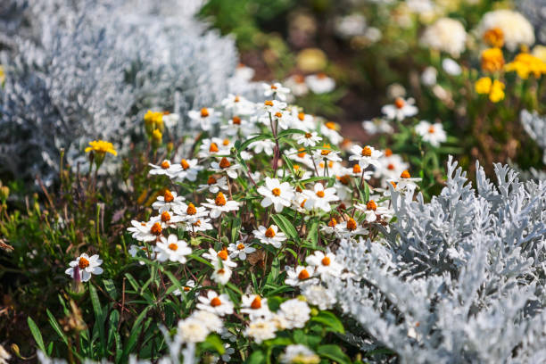 sommerblumengarten mit gänseblümchen und silbernen ragwortpflanzen - daisy marguerite flower grass stock-fotos und bilder