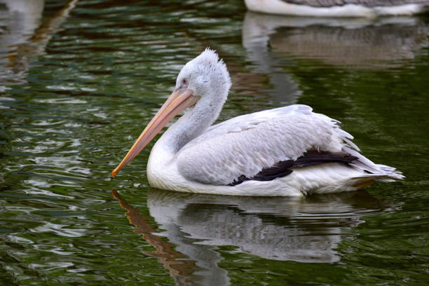 istock Pelicans in the park pond 1144564497