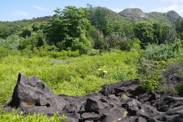 istock Curious Island, Seychelles 1144566510