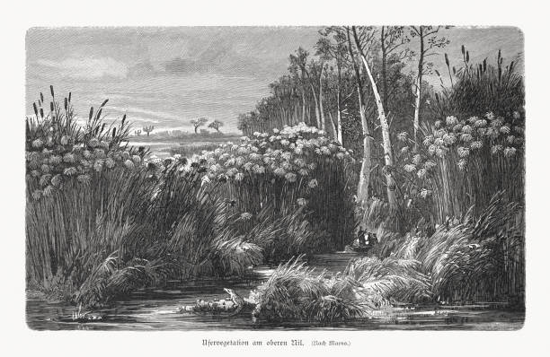 illustrazioni stock, clip art, cartoni animati e icone di tendenza di vegetazione ripariale sull'alto nilo, xilografia, pubblicata nel 1897 - riparian forest