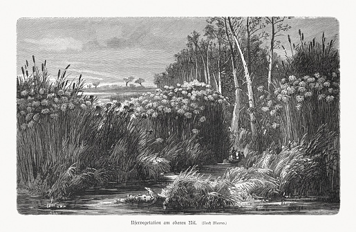 Riparian vegetation on the upper Nile River. Wood engraving, published in 1897.