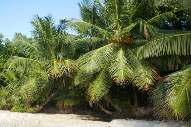 istock Anse Lazio, Praslin Island, Seychelles 1144568454