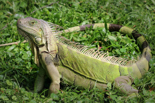istock Series of Iguana! 1144569666