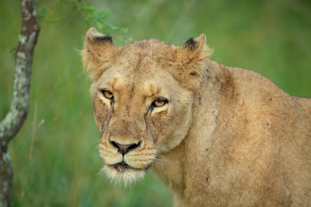 istock A pride of lions 1144572792