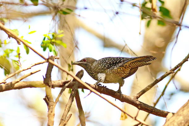 istock Asian Koel Female 1144573975