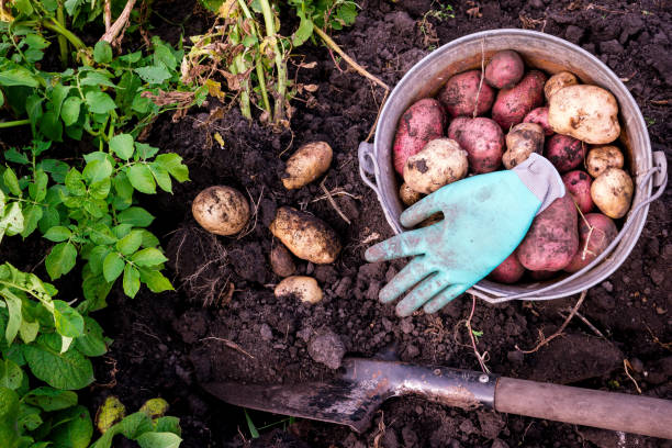 Potato harvest, potato shovel dug out of the ground. stock photo