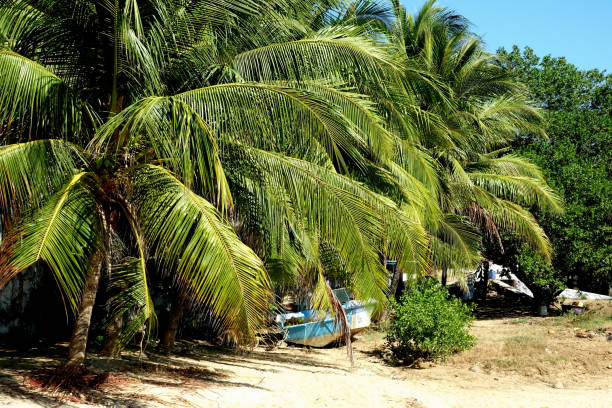 istock Mexico beach of pacific coast... 1144574390