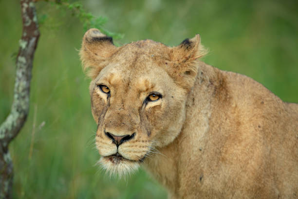 istock A pride of lions 1144575650