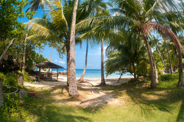 istock Idyllic tropical beach, palm, white sand and crystal clear water 1144576308
