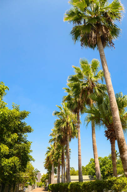 istock The background of the coconut tree is blue sky and white clouds. 1144576322