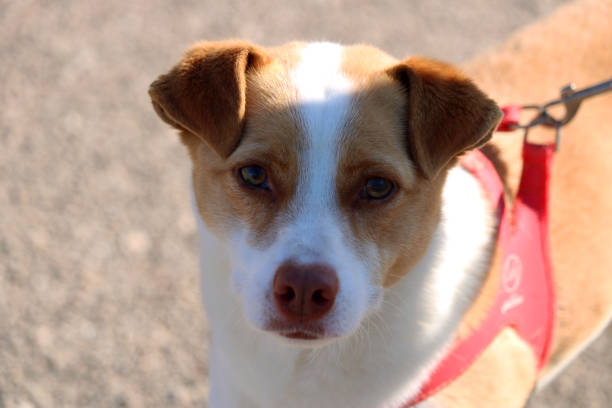 istock Face of a dog 1144577235