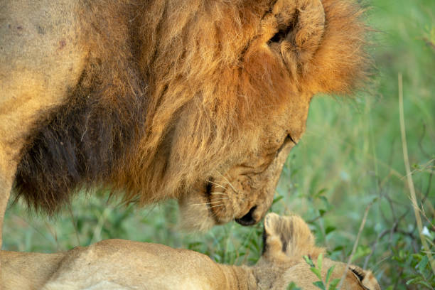 istock A pride of lions 1144577298
