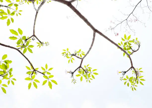 Beautiful scene of nature in change leaves seasonal of tree, branch of tree with green young leaf from bottom view up to sky in park make nice background