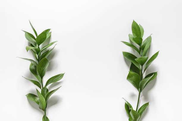 istock Two branches with green leaves on a white background. 1144577486
