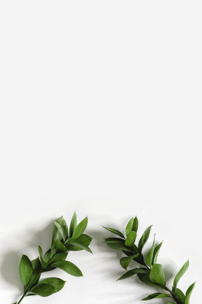 istock Two branches with green leaves on a white background. 1144577508