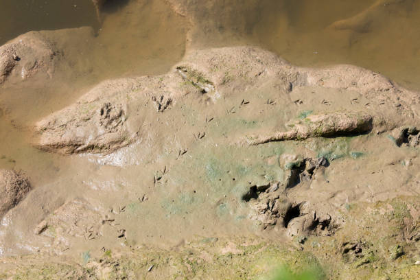 istock Bird foot tracks in riverside mud 1144577768
