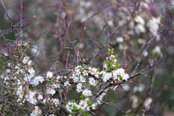 istock small wild flowers in the forest 1144578877