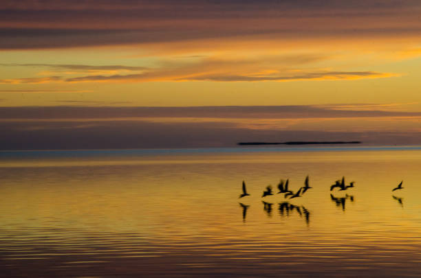 istock Quiet sea at dawn with seagulls 1144578976