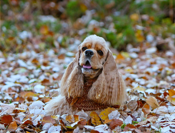un hermoso cocker spaniel americano se encuentra en las hojas de otoño. - newspaper dog pets grass fotografías e imágenes de stock