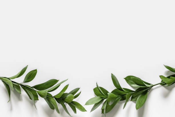 istock Two branches with green leaves on a white background. 1144580240