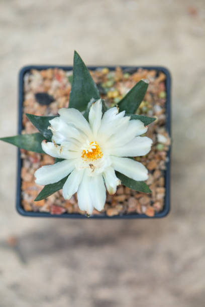 istock Ariocarpus cactus flower in pot 1144580516